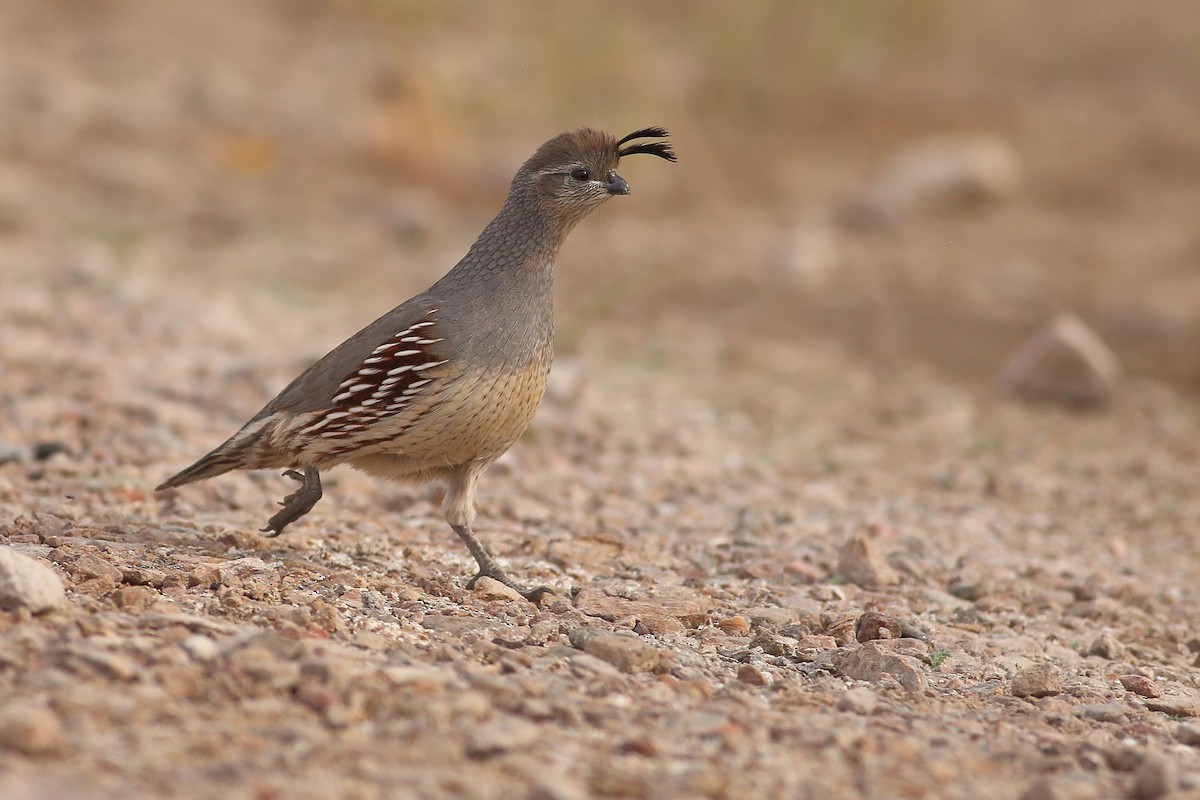 Gambel's Quail - ML646100156