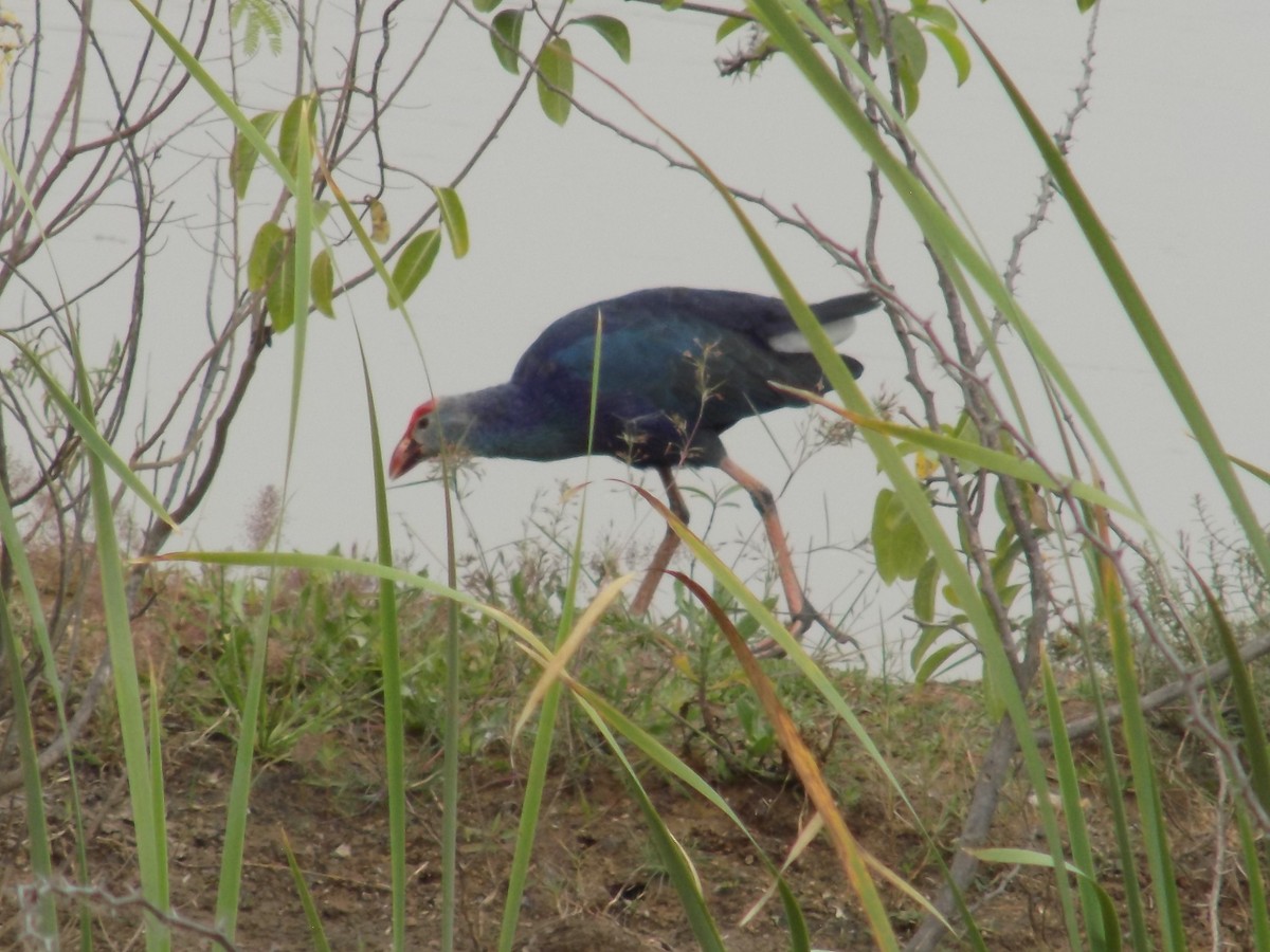 Gray-headed Swamphen - ML646100157