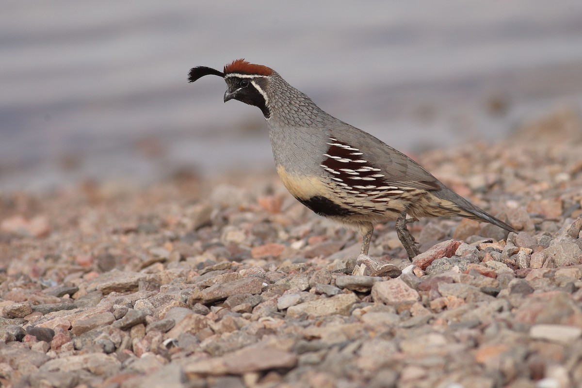 Gambel's Quail - ML646100158