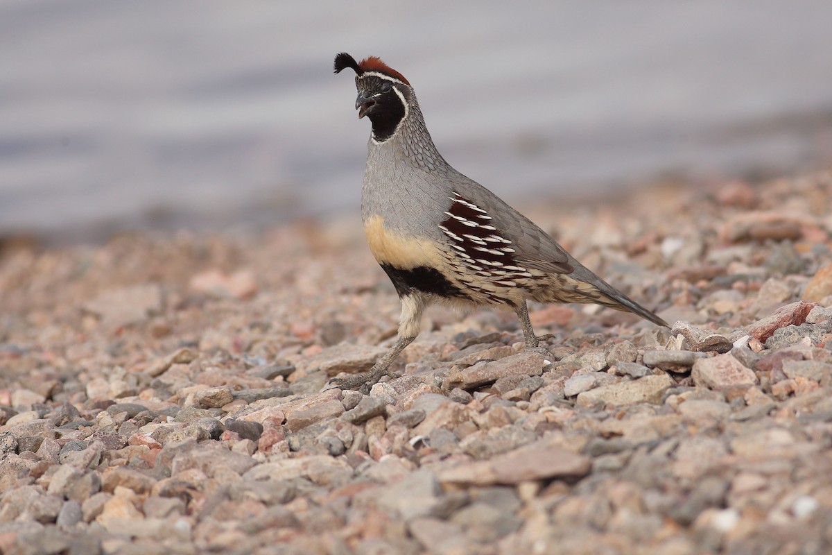 Gambel's Quail - ML646100159