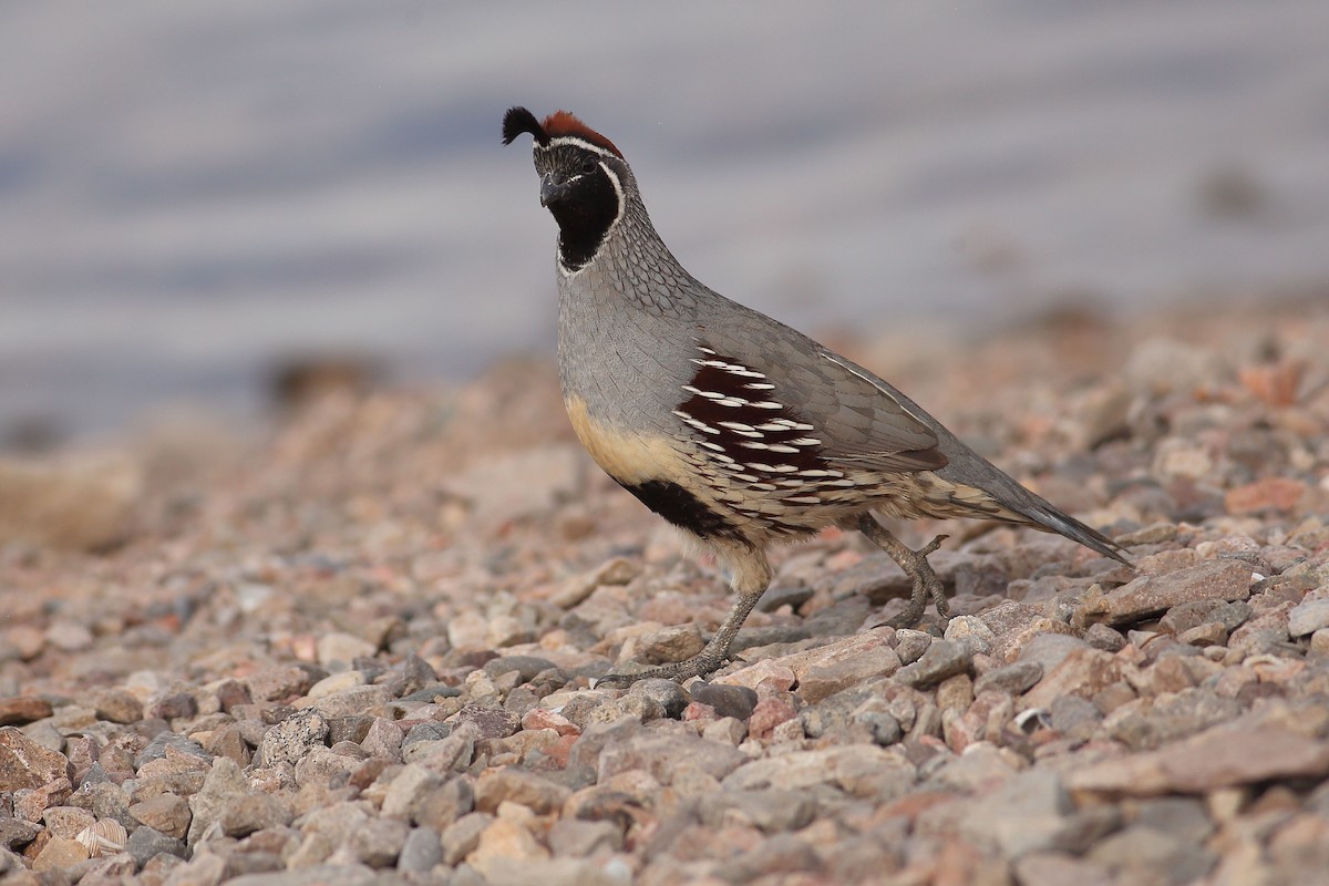 Gambel's Quail - ML646100160