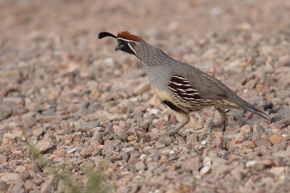 Gambel's Quail - ML646100161
