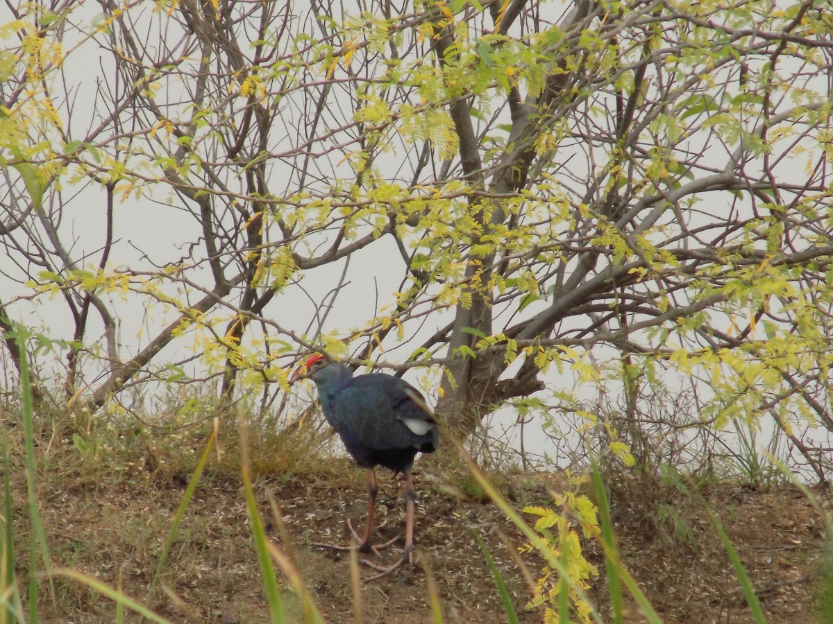 Gray-headed Swamphen - ML646100162