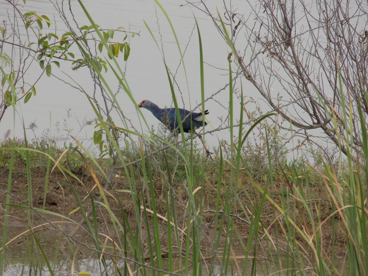 Gray-headed Swamphen - ML646100163