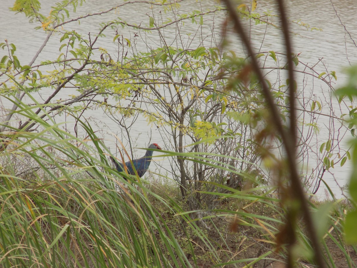 Gray-headed Swamphen - ML646100165