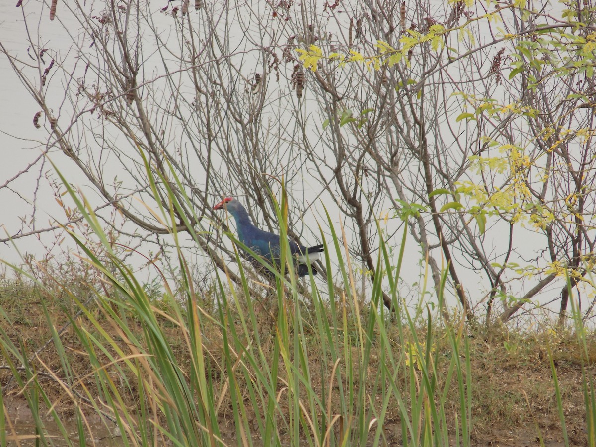 Gray-headed Swamphen - ML646100166