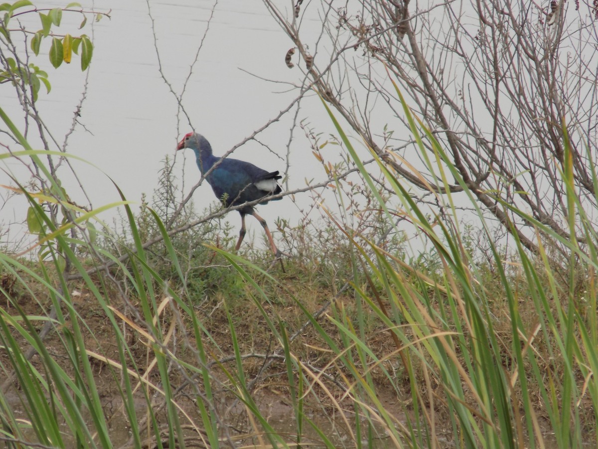 Gray-headed Swamphen - ML646100167