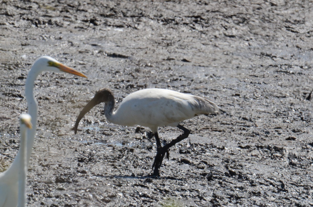 Black-headed Ibis - ML646100168