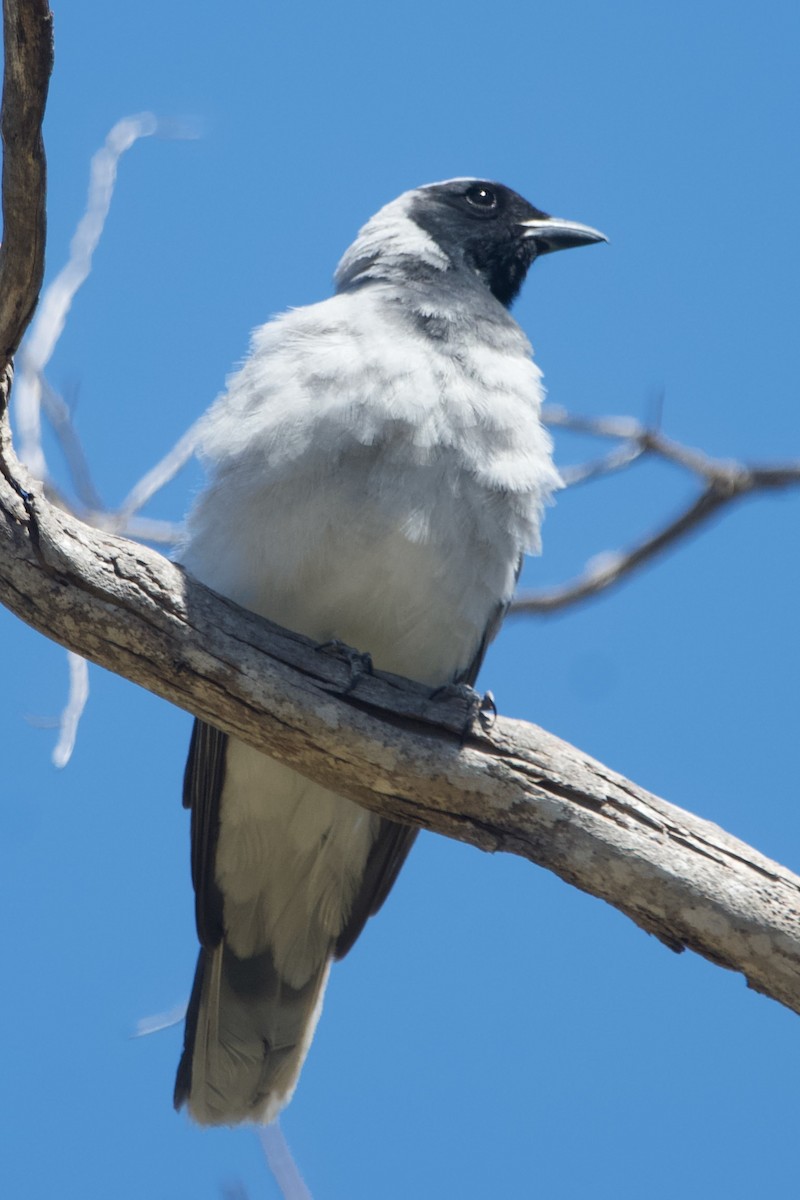 Black-faced Cuckooshrike - ML646100169