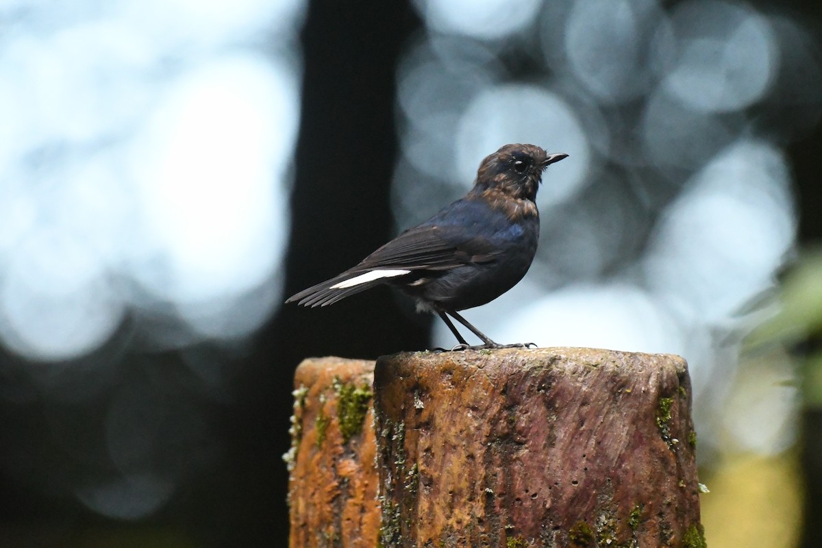 White-tailed Robin (White-tailed) - ML646100170