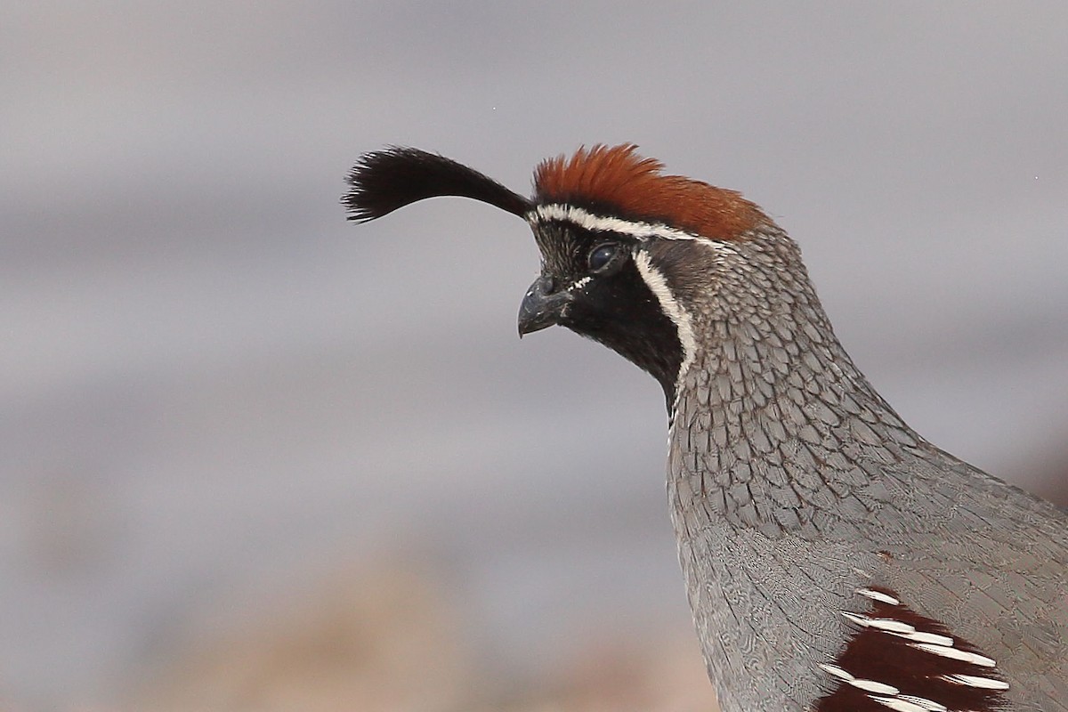 Gambel's Quail - ML646100172