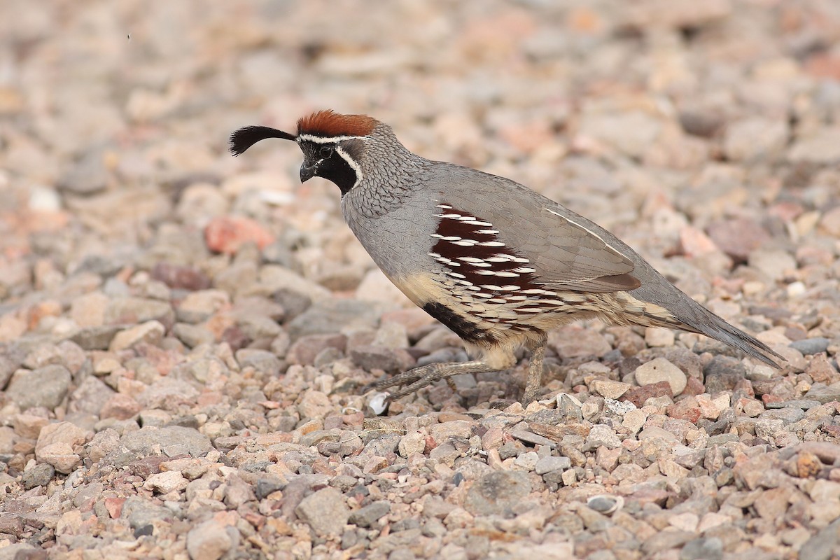 Gambel's Quail - ML646100173