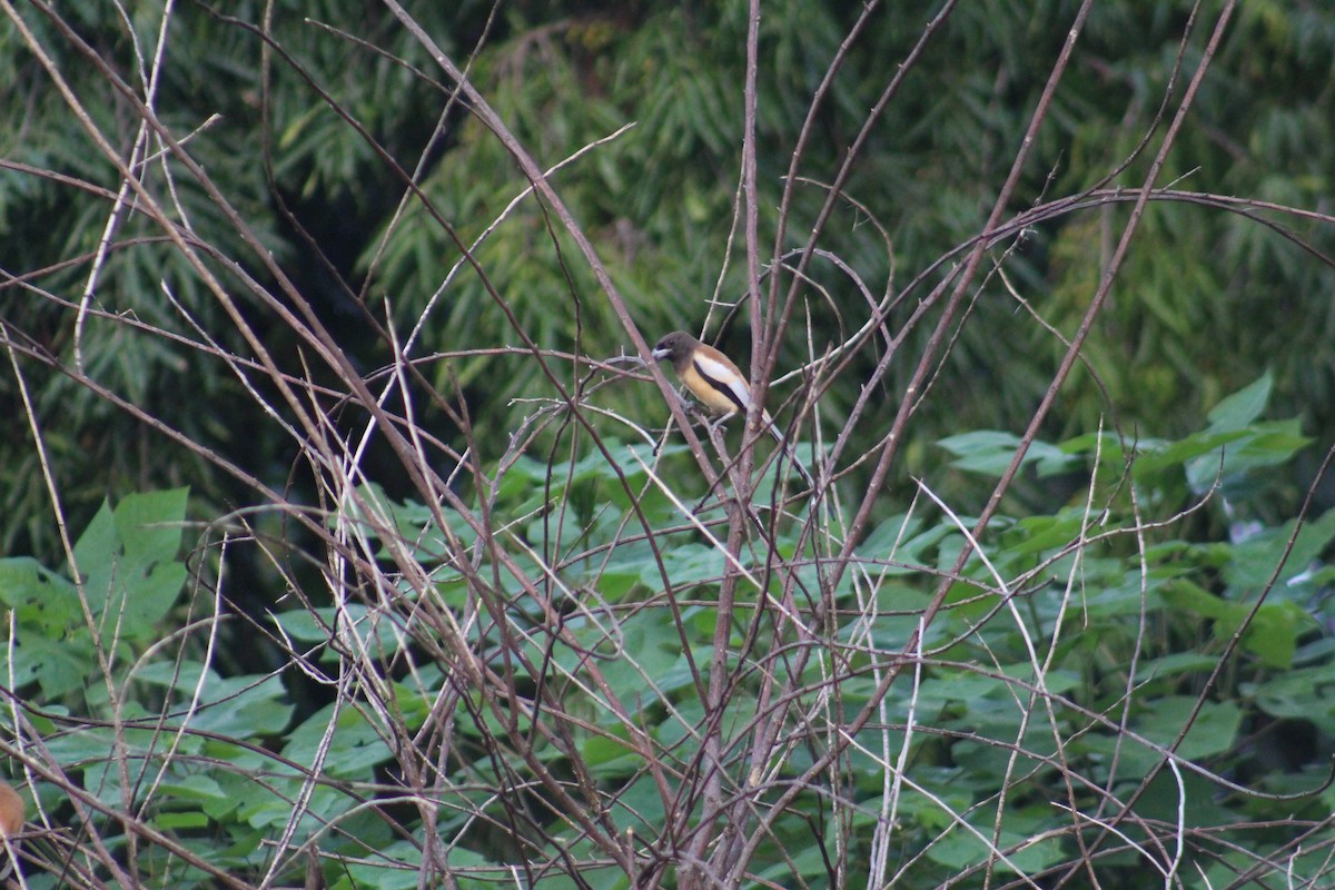Rufous Treepie - ML646100174