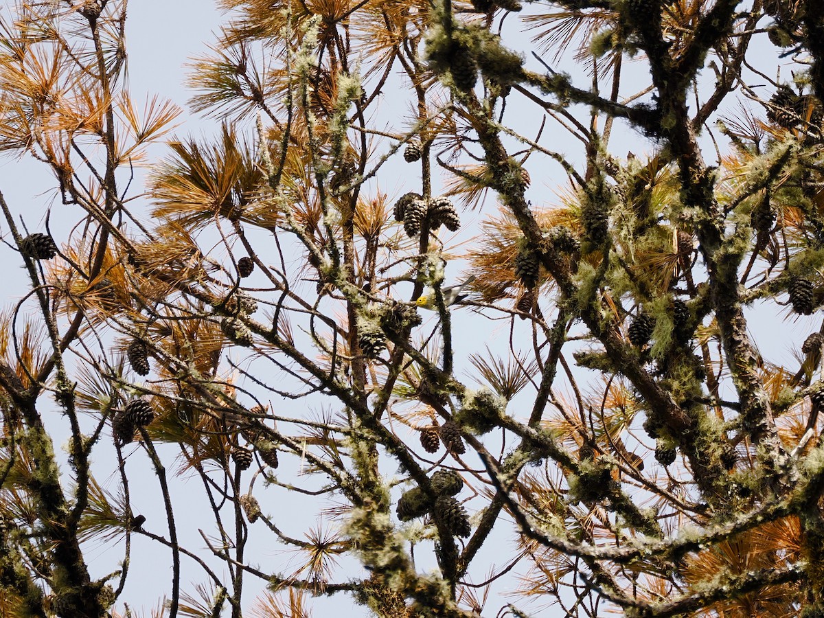 Hermit Warbler - ML646100194