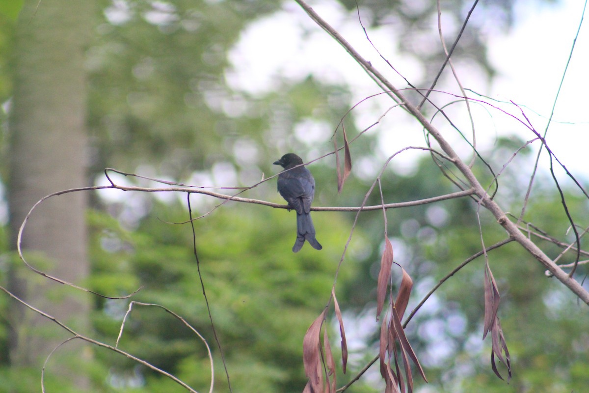 Black Drongo - ML646100195