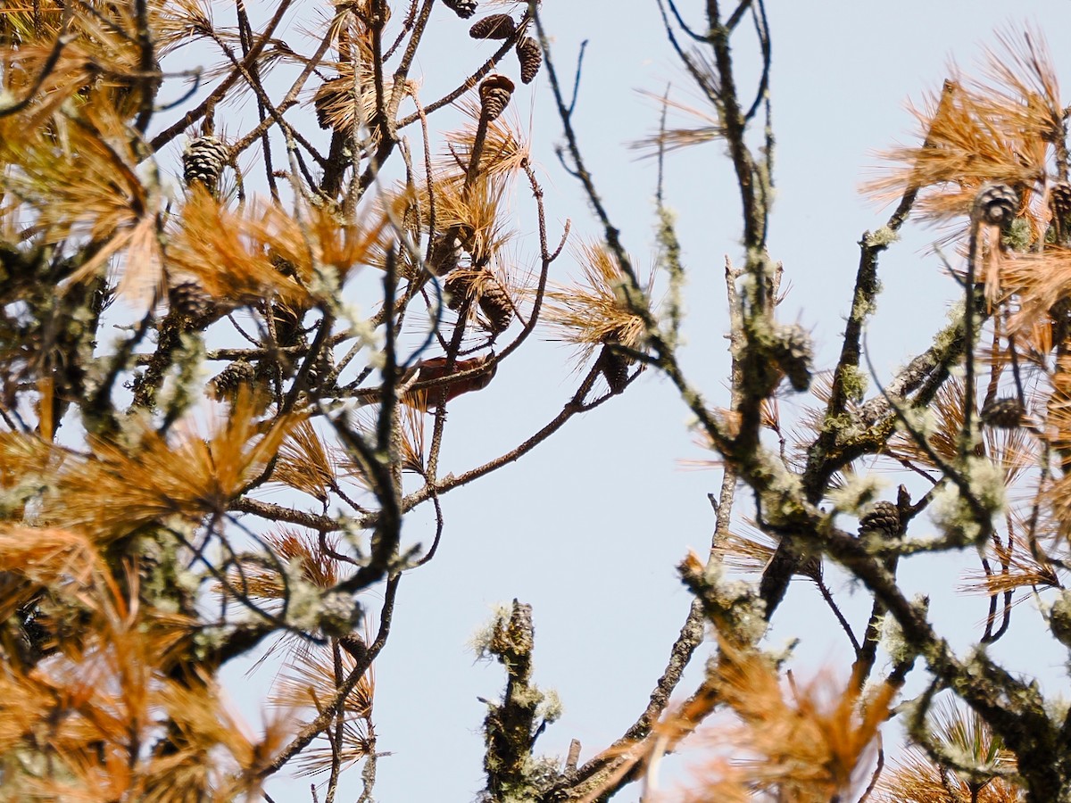 Red Crossbill - ML646100201
