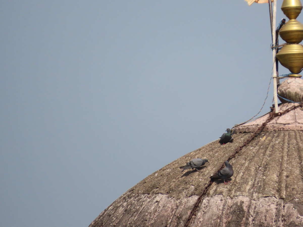 Rock Pigeon (Feral Pigeon) - ML646100202