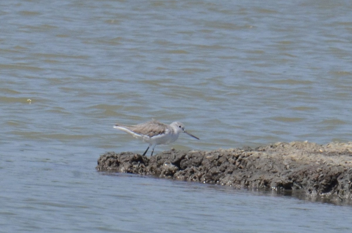 Common Greenshank - ML646100205
