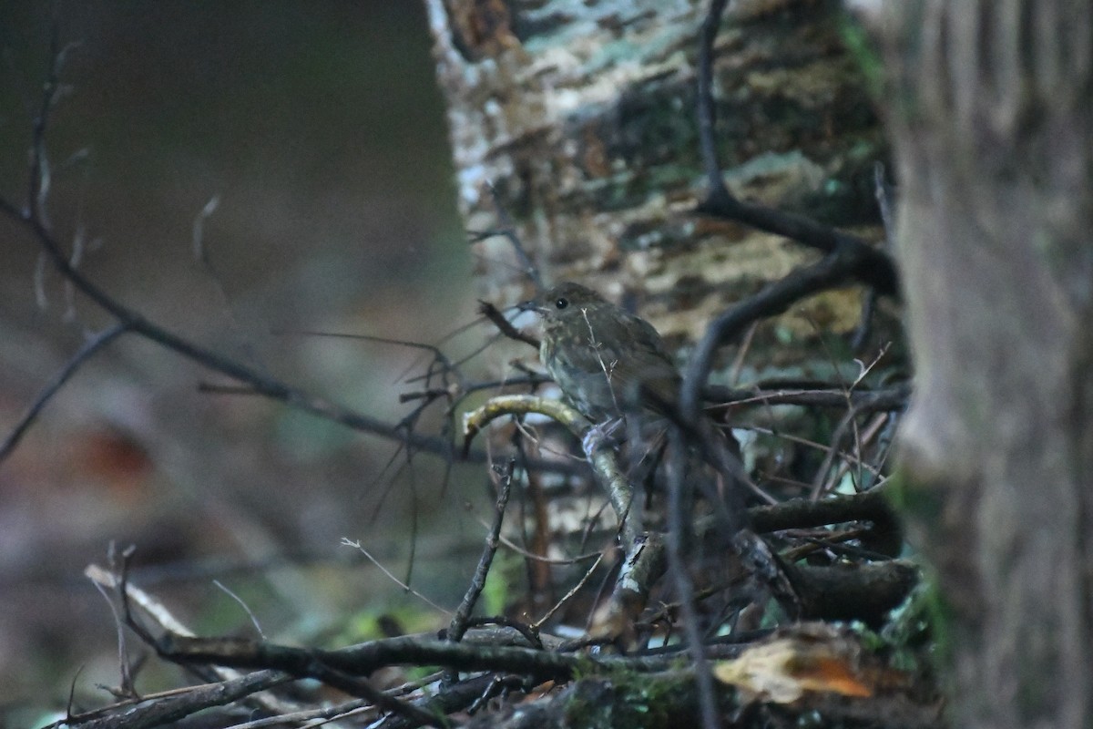 Robin de Johnstone - ML646100213