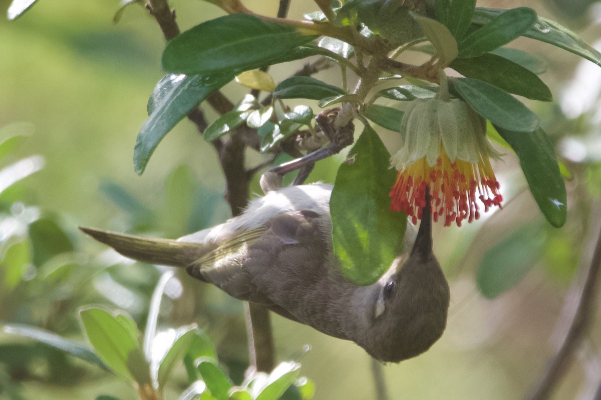 Brown Honeyeater - ML646100219
