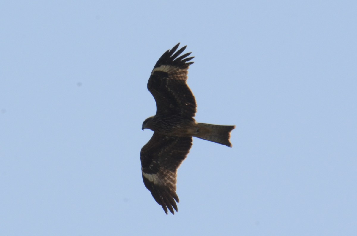 Black Kite - ML646100225