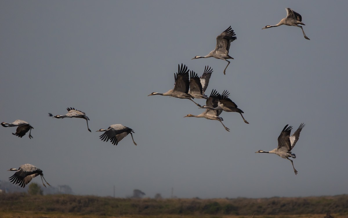 Common Crane - ML646100231