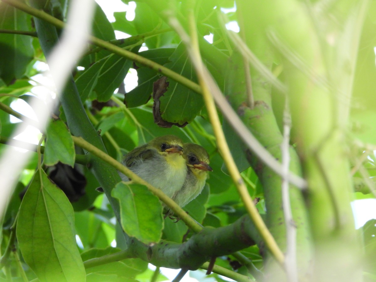 Swinhoe's White-eye - ML646100236