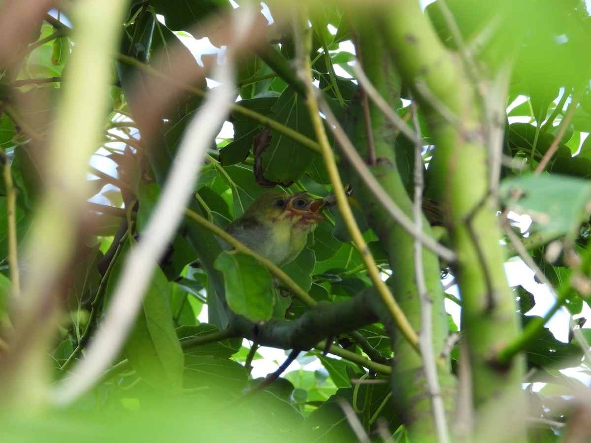 Swinhoe's White-eye - ML646100237