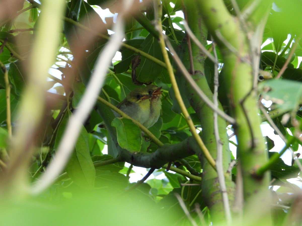 Swinhoe's White-eye - ML646100238