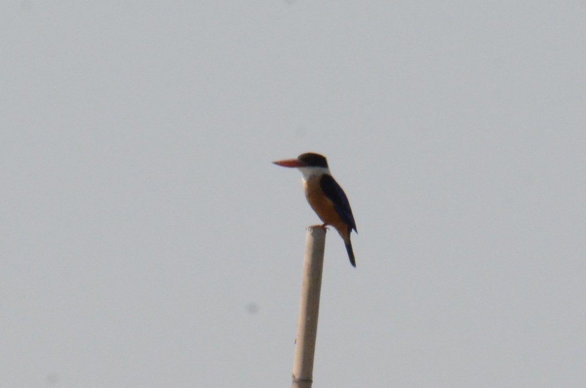 Black-capped Kingfisher - ML646100239