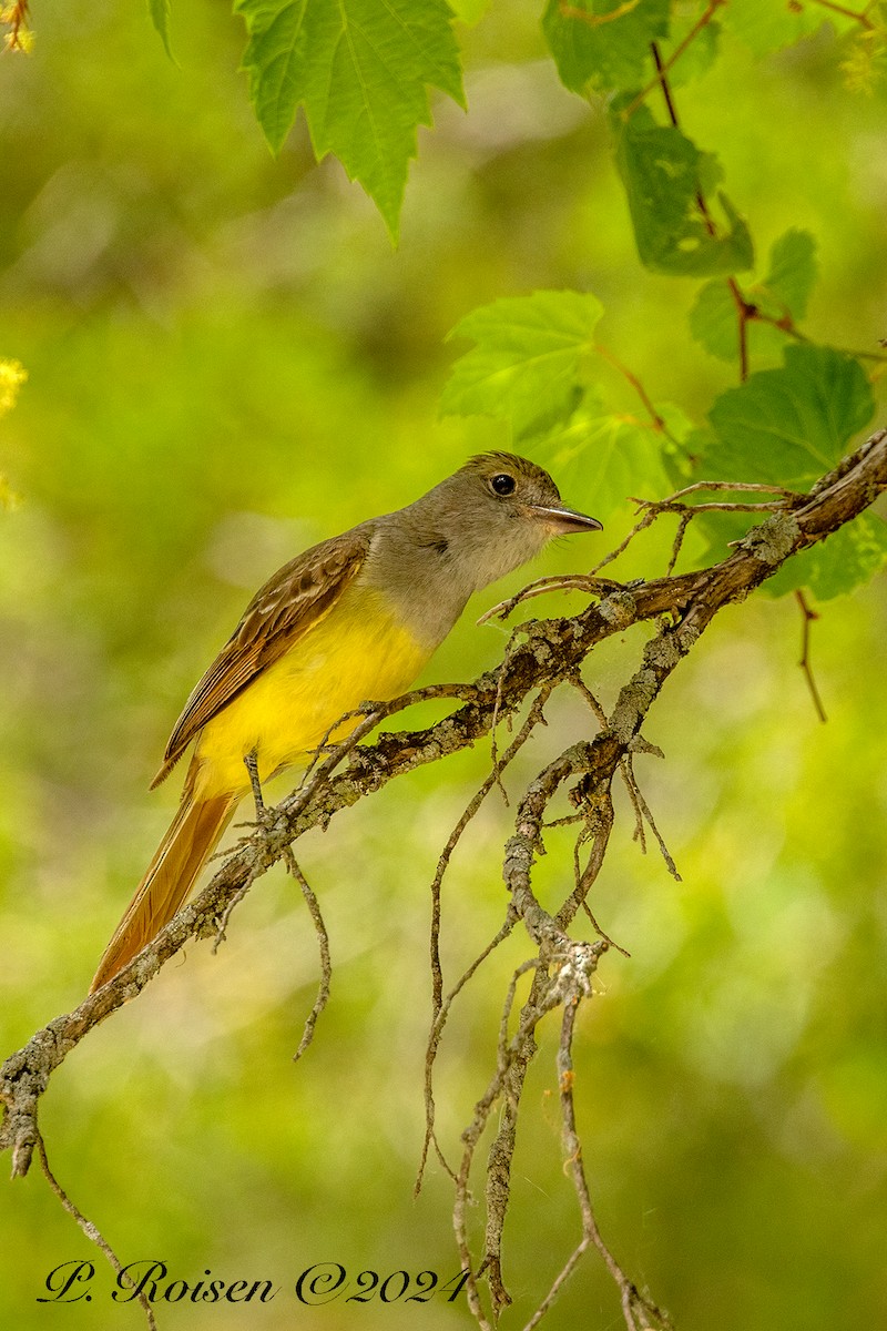 Sarı Karınlı Sinekkapan - ML646100244