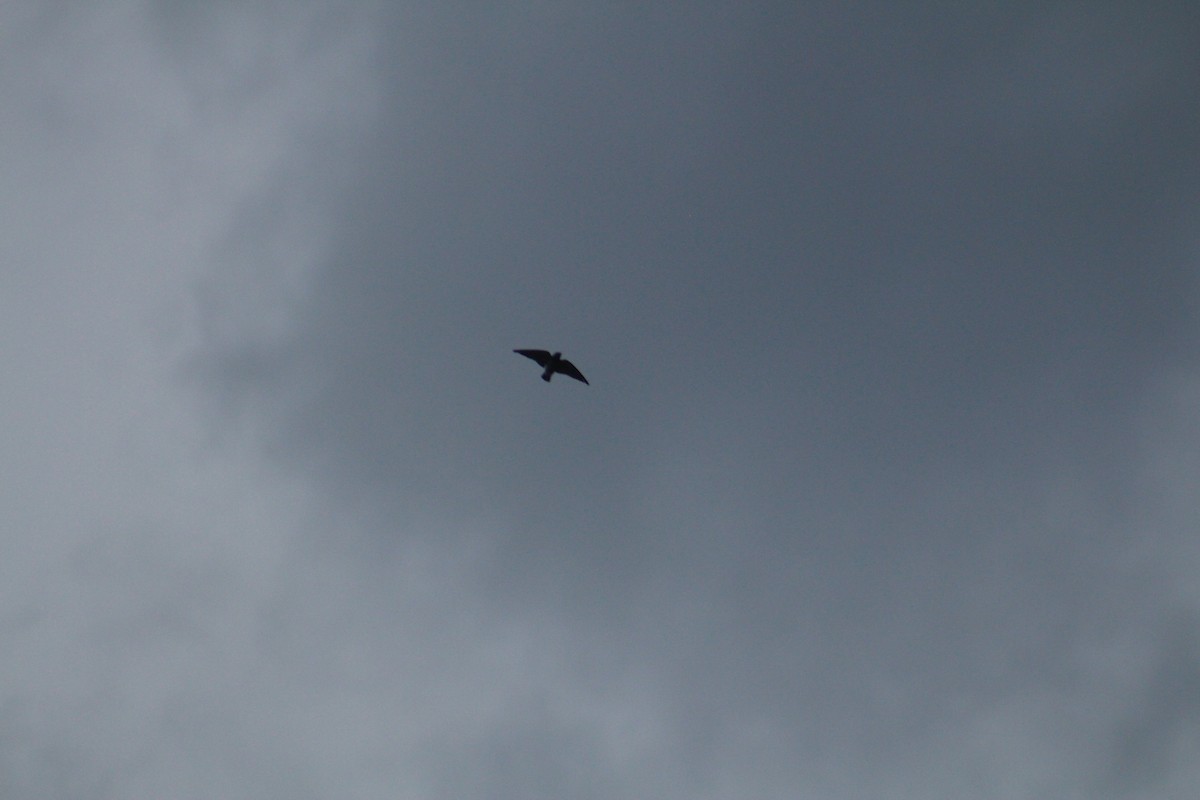 Ashy Woodswallow - ML646100251