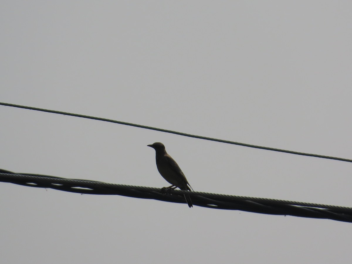 Rosy Starling - ML646100252