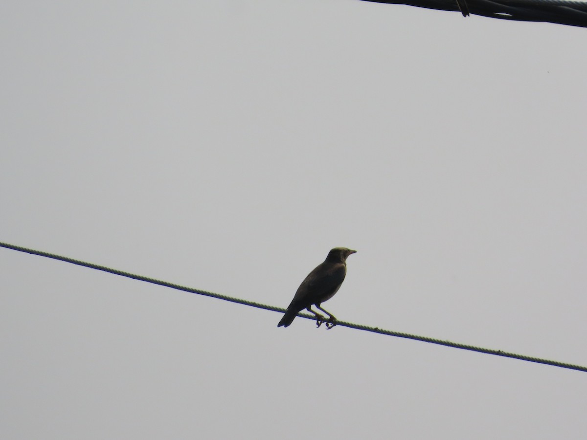 Rosy Starling - ML646100253