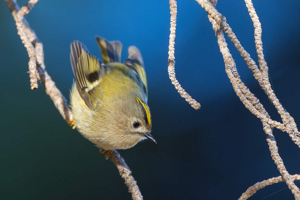 Goldcrest - ML646100260
