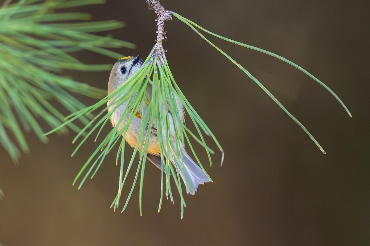 Goldcrest - ML646100261