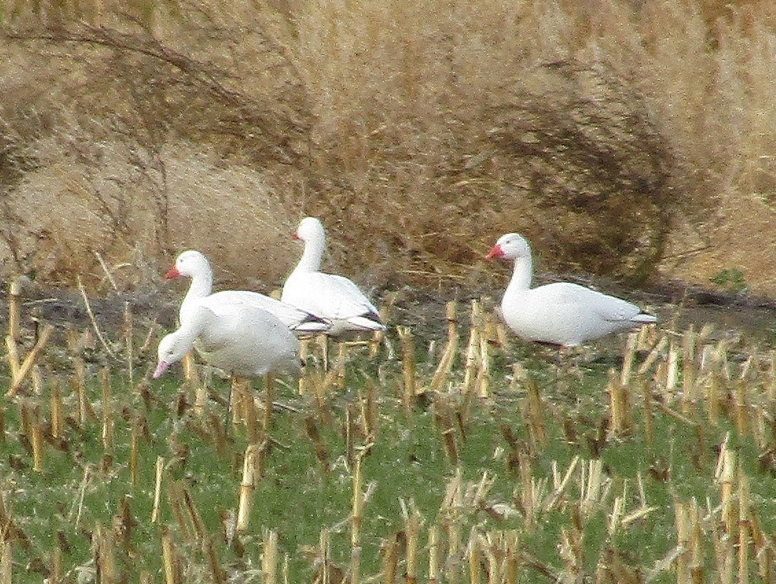 Snow Goose - ML646100262
