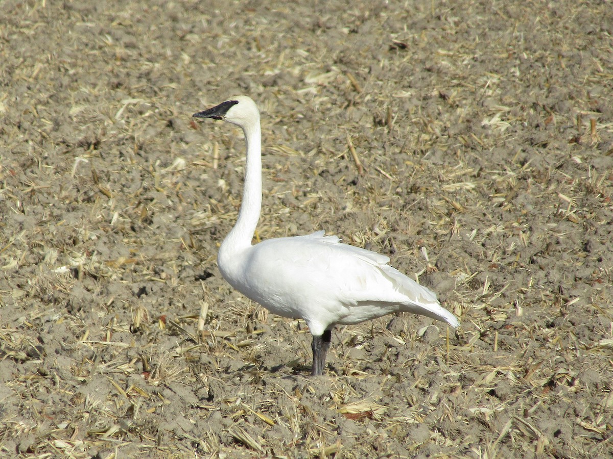 Trumpeter Swan - ML646100264
