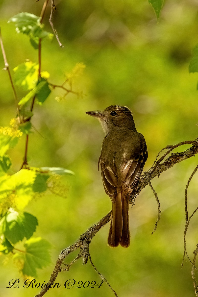Great Crested Flycatcher - ML646100266
