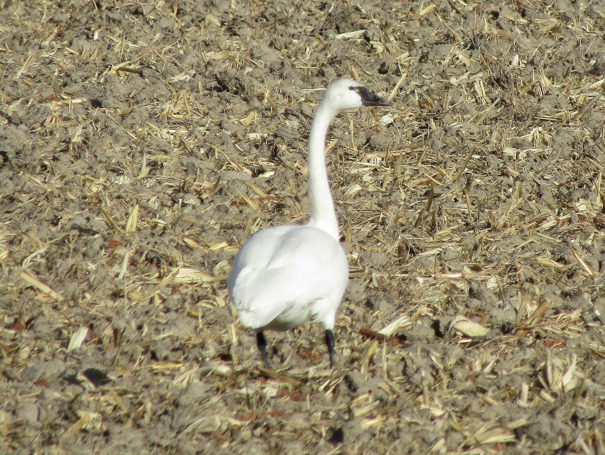 Tundra Swan - ML646100267