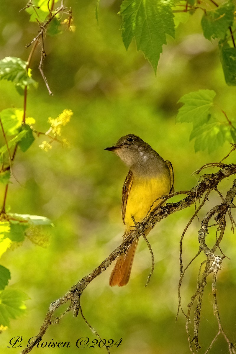 Great Crested Flycatcher - ML646100268
