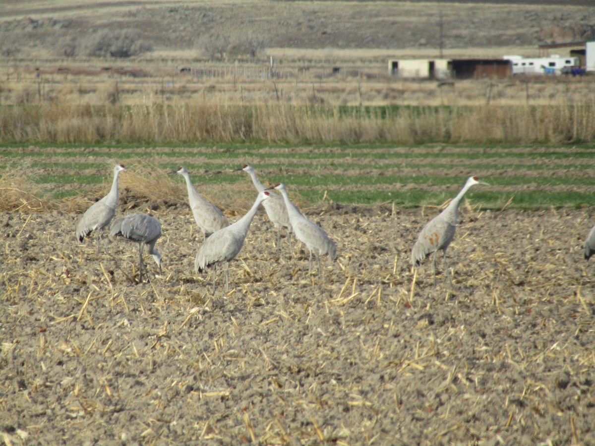 Sandhill Crane - ML646100270