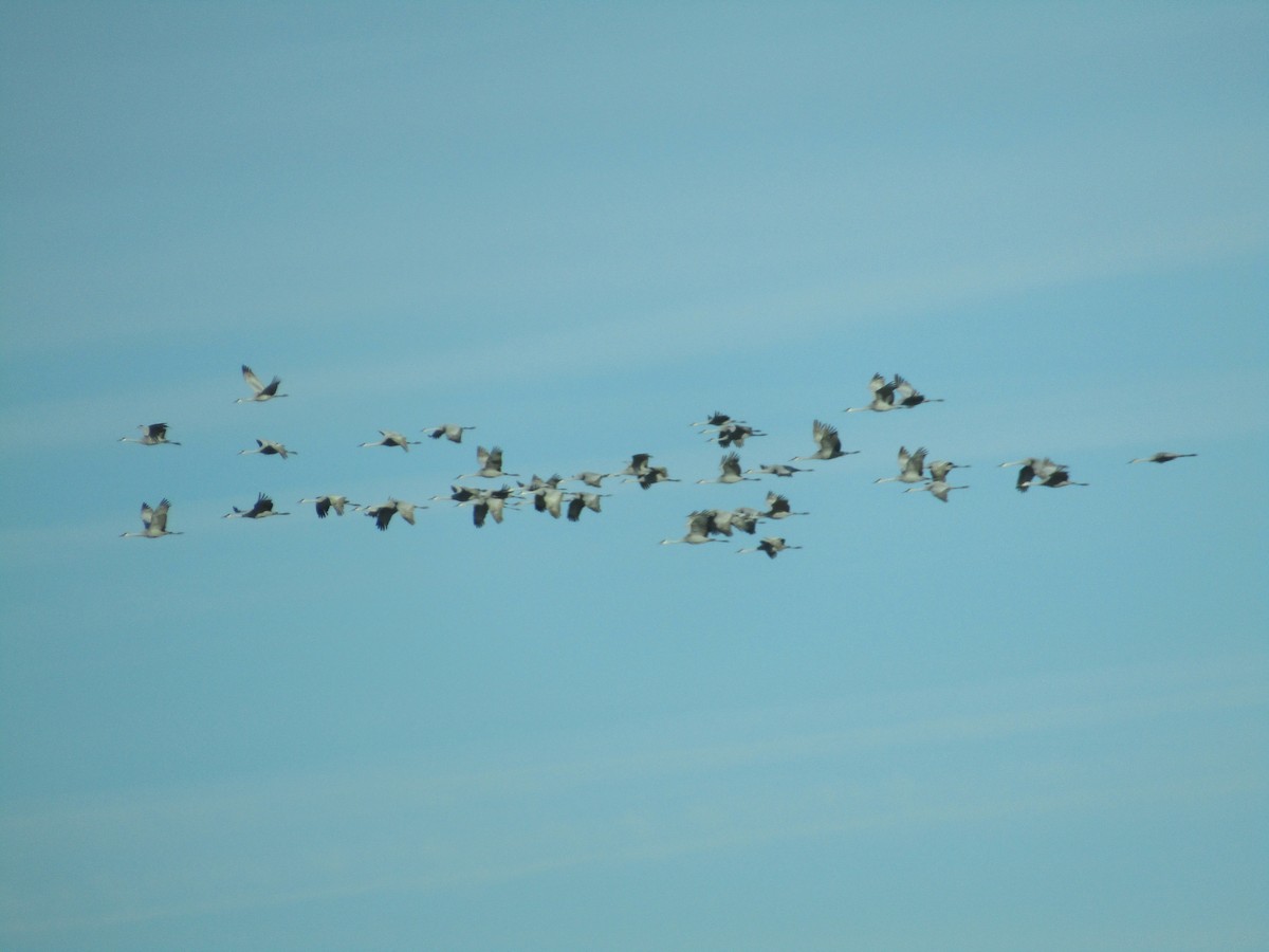 Sandhill Crane - ML646100272