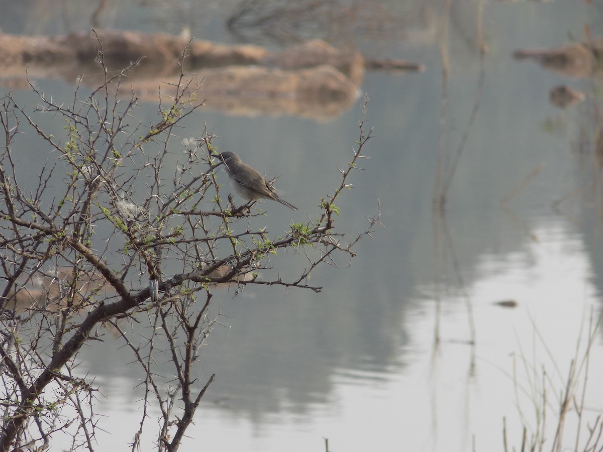 Lesser Whitethroat - ML646100273