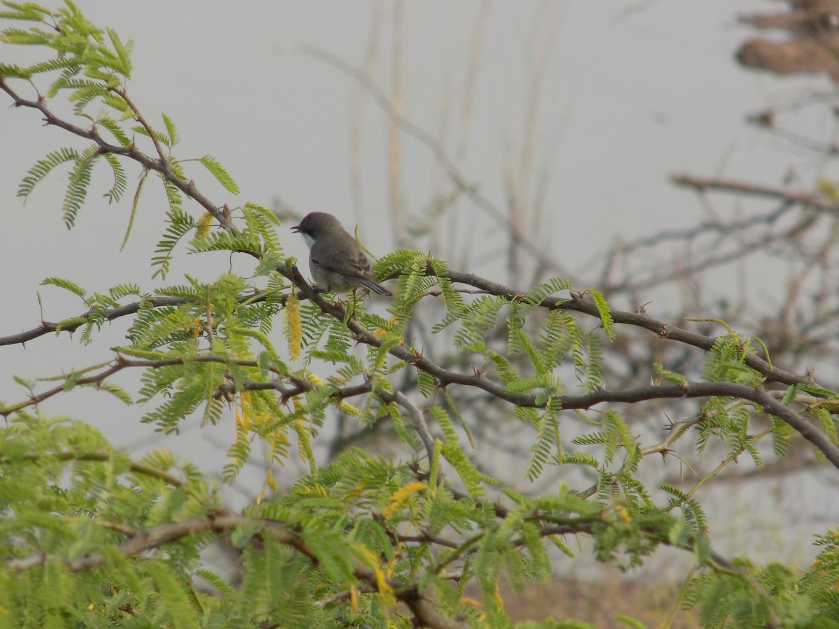 Lesser Whitethroat - ML646100274