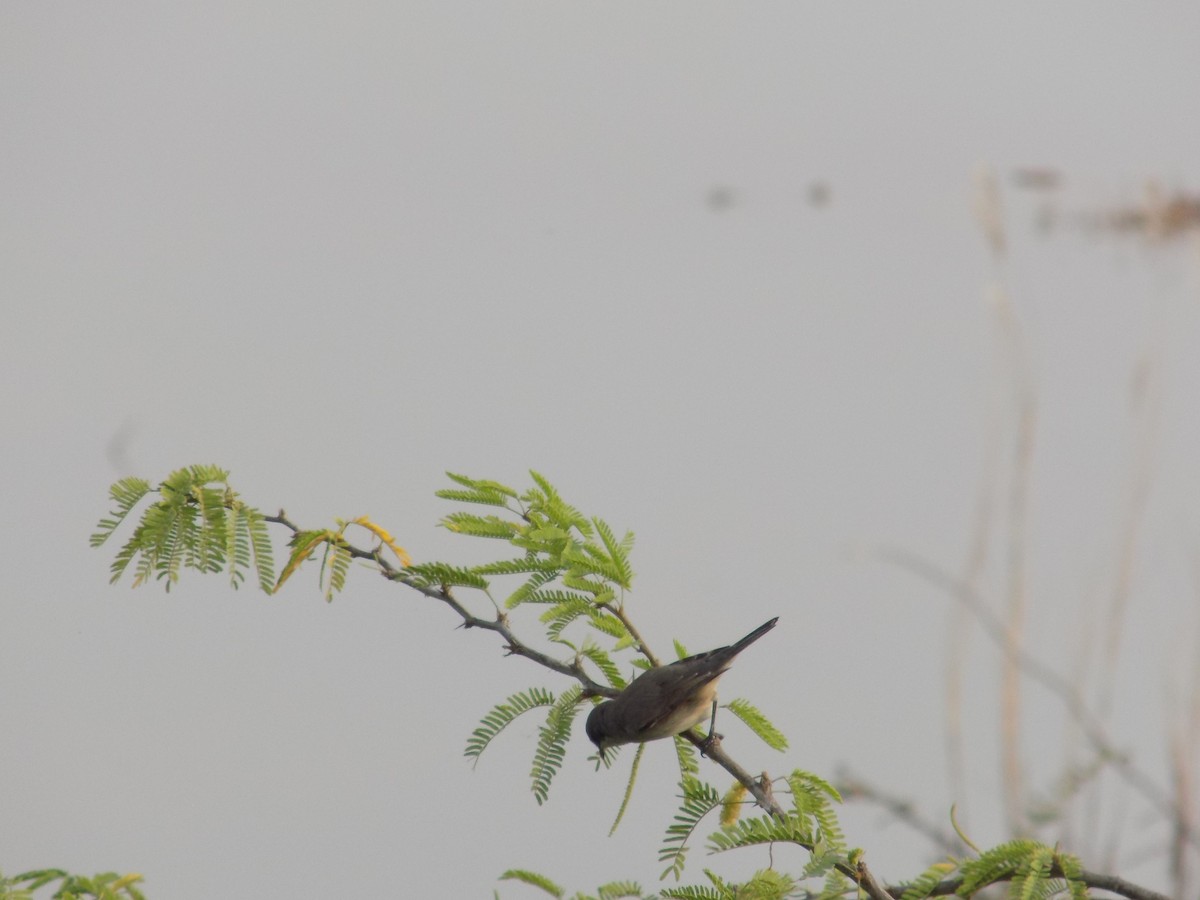 Lesser Whitethroat - ML646100275