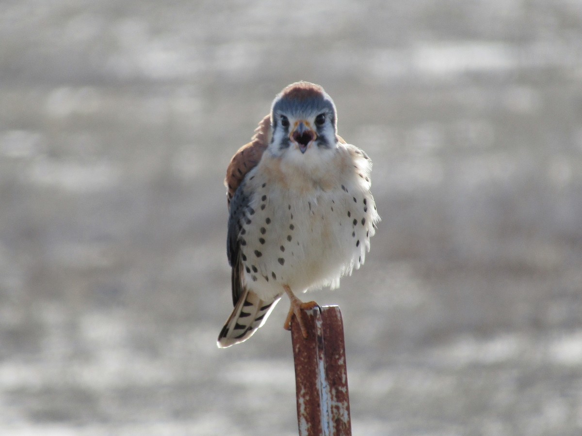 American Kestrel - ML646100276