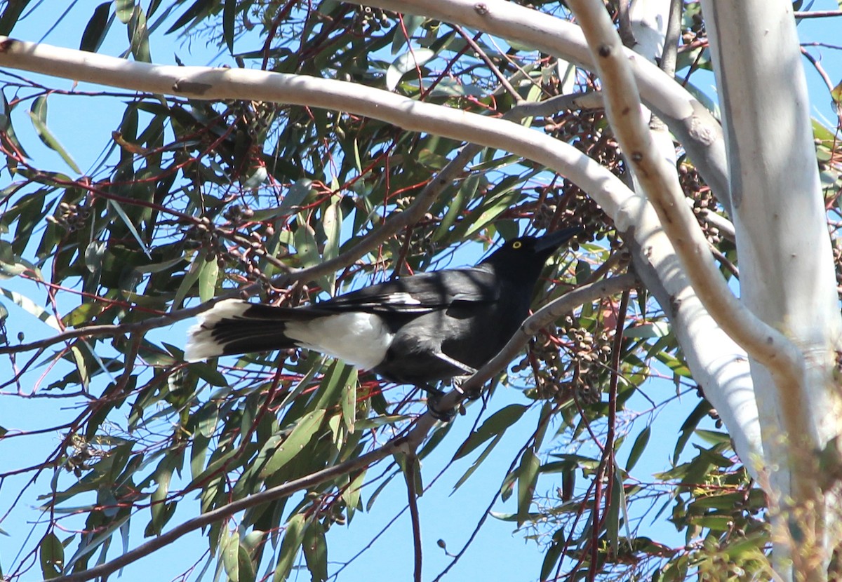 Pied Currawong - ML646100277