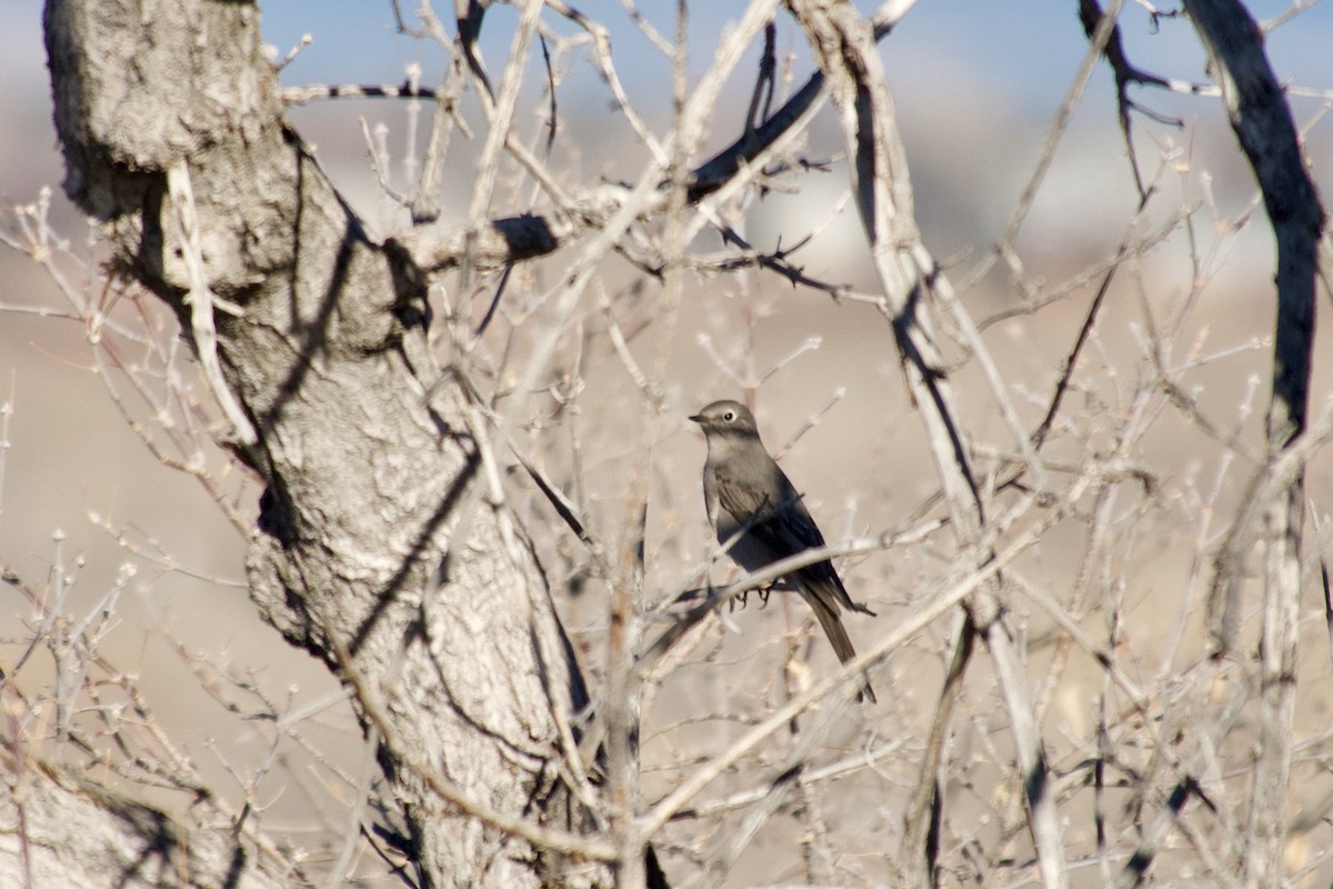 Townsend's Solitaire - ML646100278