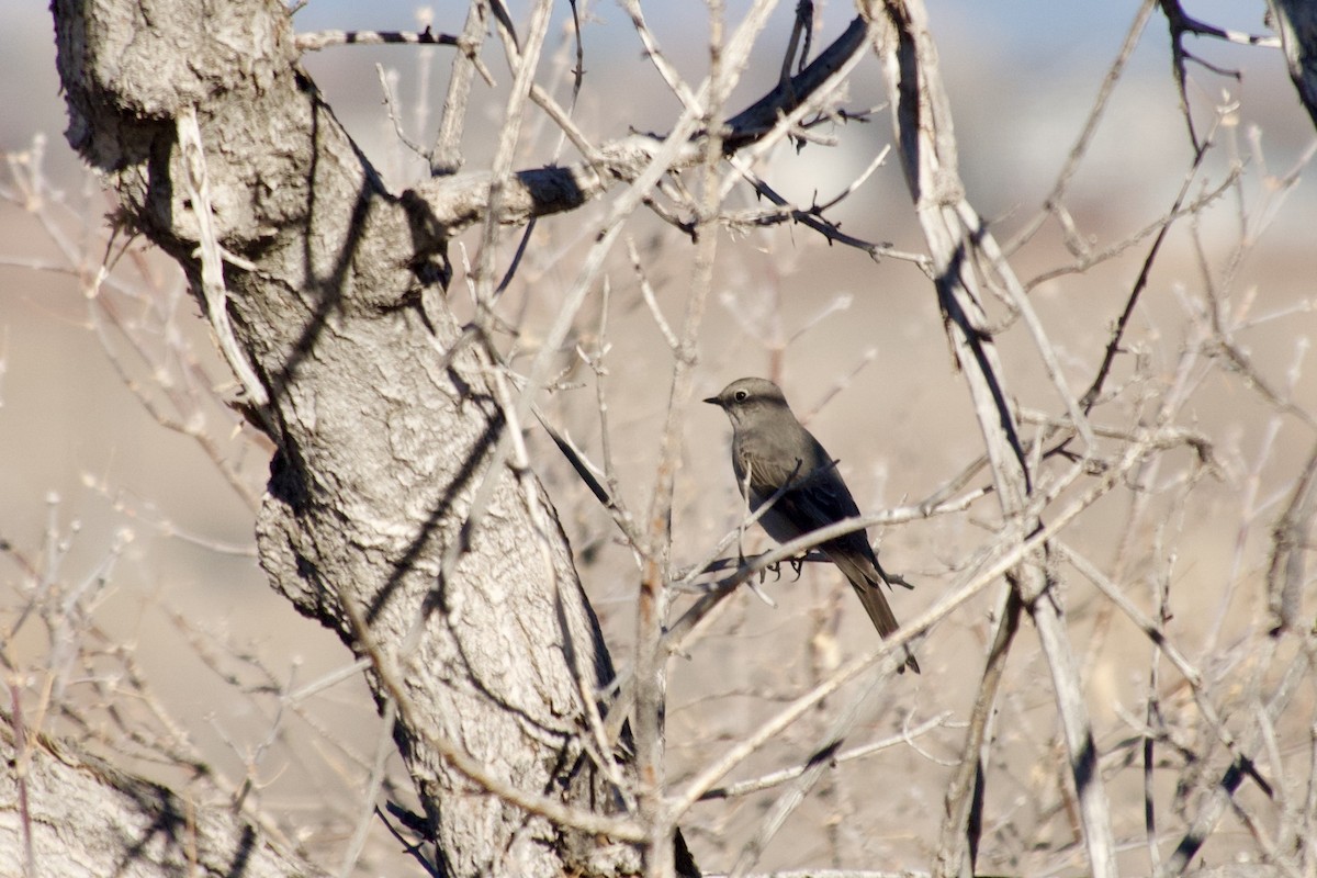 Townsend's Solitaire - ML646100279